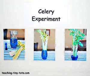 Celery Experiment, Learn How Plants Absorb Water in this Kids Science