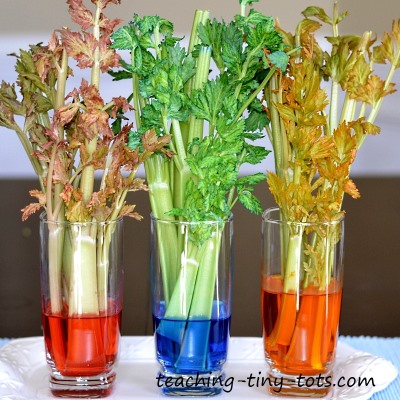 celery experiment day 2