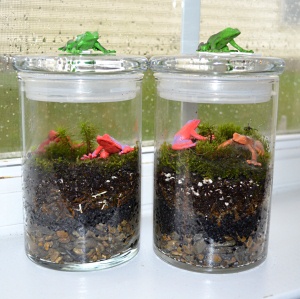 glass terrarium glass terrarium