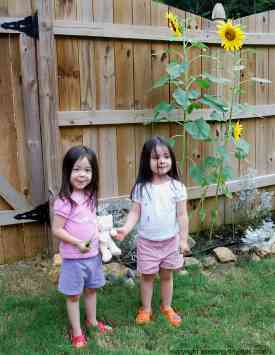 sunflower plant sunflower plant