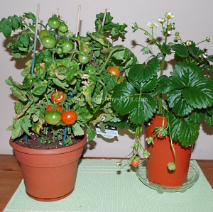 tabletop tomatoes and strawberries table top tomatoes and strawberries