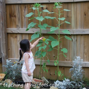 growing-sunflowers