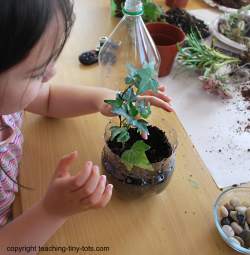 adding plants to your soda bottle terrarium