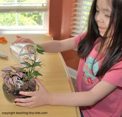 Add water to your soda bottle terrarium