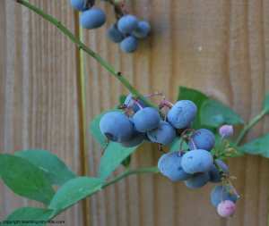 growing blueberries