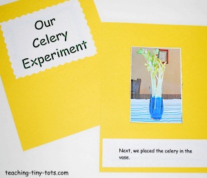 Celery Stalk Experiment Worksheets Celery And Food Coloring Science