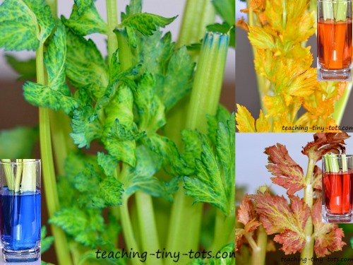 close up of celery leaves after 36 hours