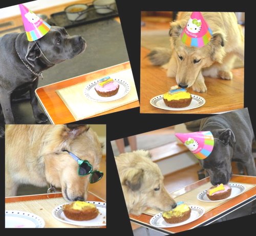 Dog Birthday Party Ideas: Decorations, recipes and costumes.