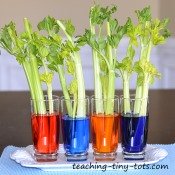 celery experiment