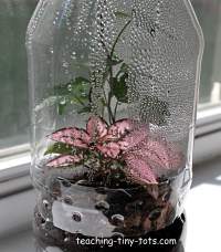 water droplets forming in terrarium